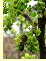 Смородина красная (Ribes rubrum L) Смородина красная (Ribes rubrum L)